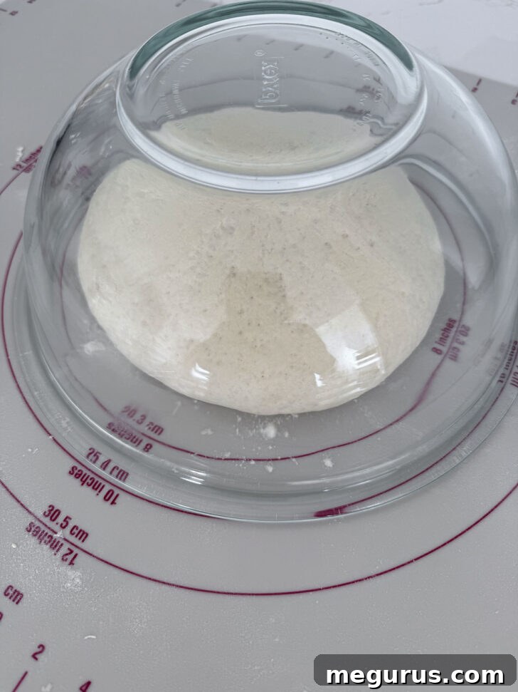 One pizza dough ball rising under a bowl.