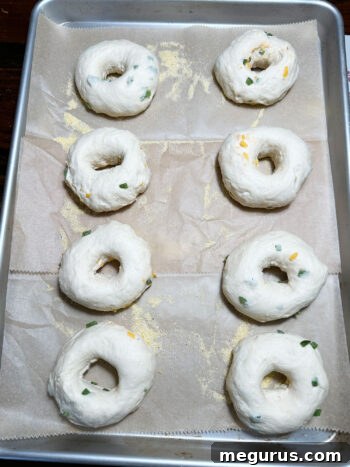 Shaped bagel dough on a baking sheet, dusted with cornmeal, prior to second rise