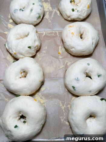Bagels after their second rise, looking plump and ready for the boiling bath
