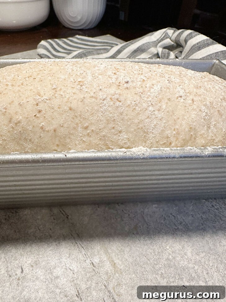 Fully risen dough in a loaf pan, cresting above the rim, prepared for baking.