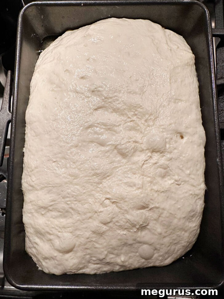 Focaccia dough in the baking pan after its final rise, expanded and airy, ready for topping.