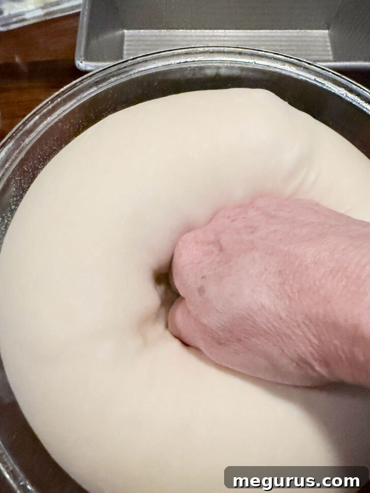 Deflating dough after rising in the refrigerator.